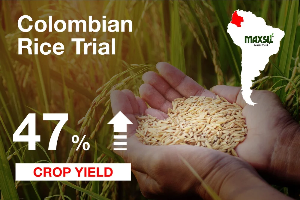 Colombian rice trial with MaxSil + fertiliser + compost
