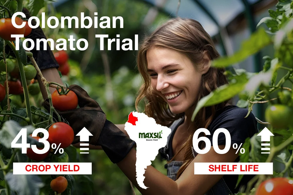 Colombian tomato trial - MaxSil™ a clear winner